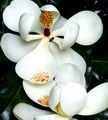 Magnolia Grandiflora